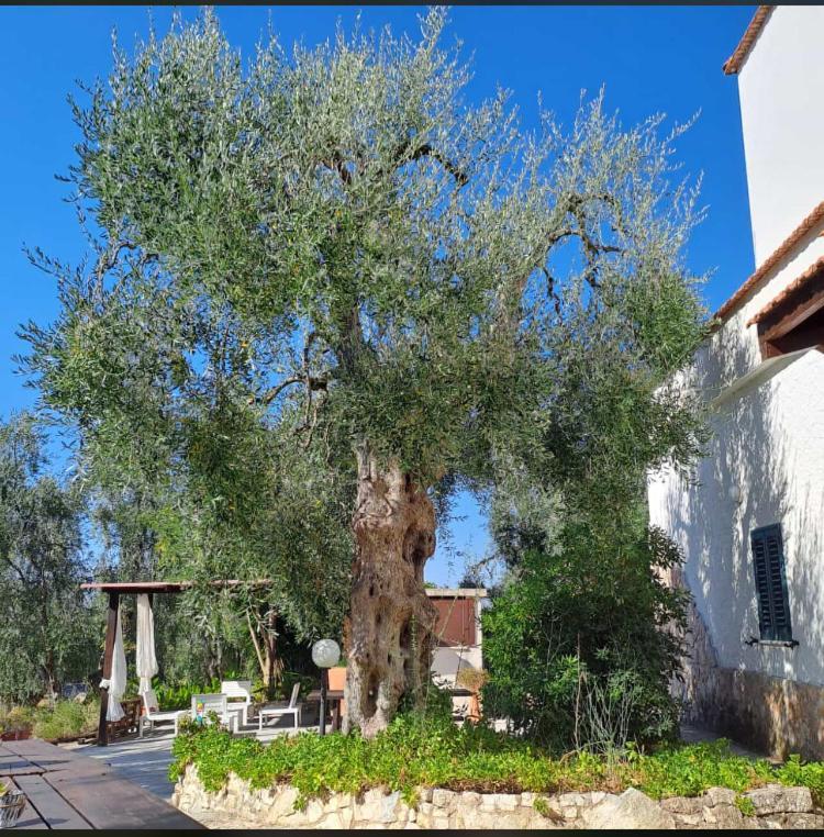 Azienda Agricola B&B Macchiaria Vieste Exteriör bild